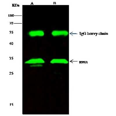 Immunoprecipitation: RPS3 Antibody [NBP2-98930]