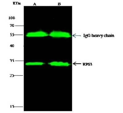 Immunoprecipitation: RPS3 Antibody [NBP2-98931]