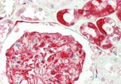 Immunohistochemistry-Paraffin: RPS3 Antibody (RP159-1) - Azide and BSA Free [NBP2-80043]