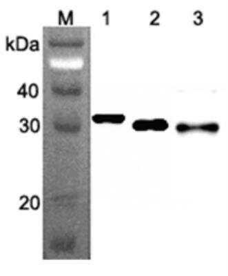 Western Blot: RPS3 Antibody (RP159-1)Azide and BSA Free [NBP2-80043]