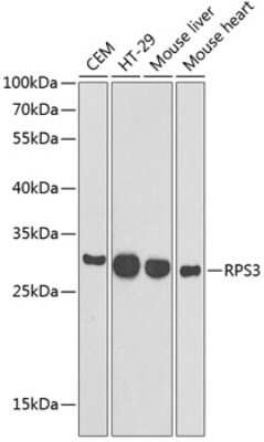 Western Blot: RPS3 AntibodyBSA Free [NBP2-93895]