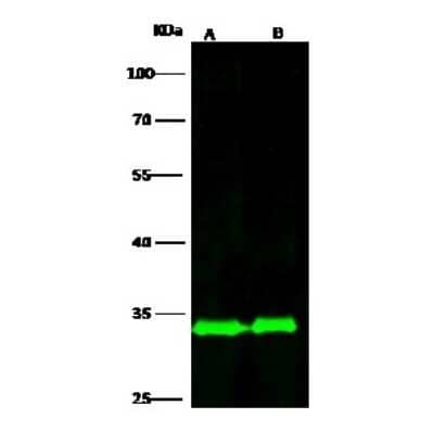 Western Blot: RPS3 Antibody [NBP2-98930]