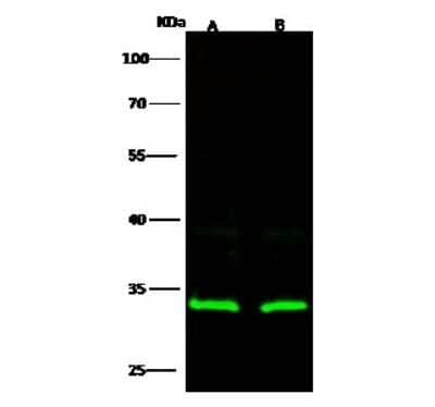 Western Blot: RPS3 Antibody [NBP2-98931]