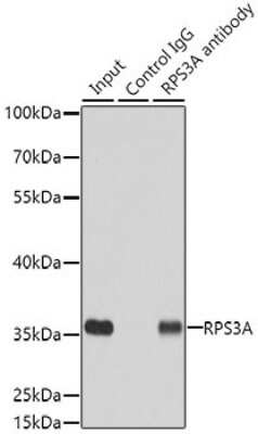 Western Blot: RPS3A AntibodyBSA Free [NBP2-94503]