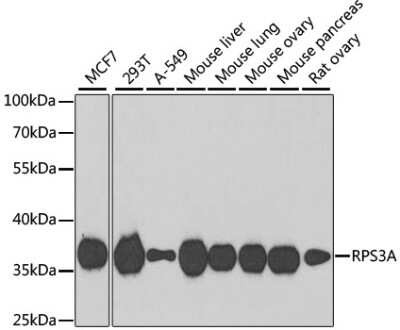 Western Blot: RPS3A AntibodyBSA Free [NBP2-94503]