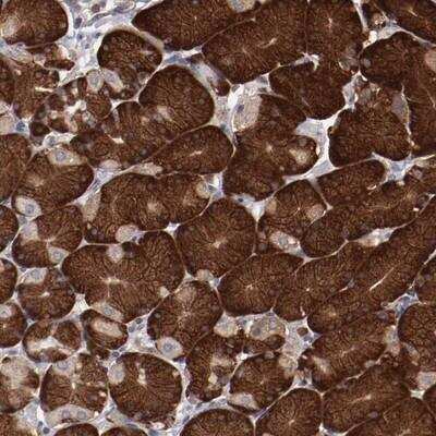 Immunohistochemistry-Paraffin: RPS4X Antibody [NBP1-82761]