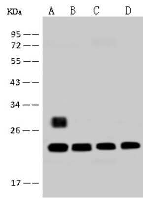 Western Blot: RPS5 Antibody [NBP2-97627]