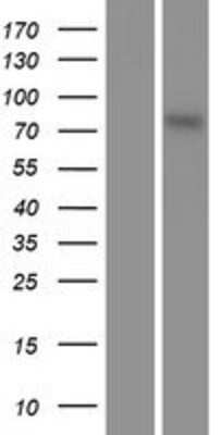 Western Blot: MSK1/RPS6KA5 Overexpression Lysate [NBP2-09810]