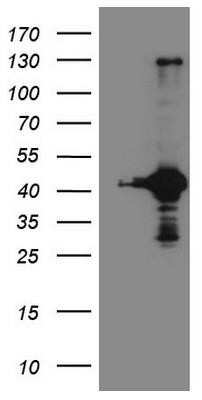 Western Blot: RPS6KC1 Antibody (OTI10F11)Azide and BSA Free [NBP2-73946]