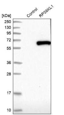 Western Blot: RPS6KL1 Antibody [NBP1-81225]