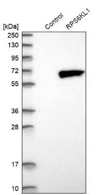 Western Blot: RPS6KL1 Antibody [NBP1-81226]