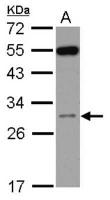 Western Blot: RPS8 Antibody [NBP2-20228]