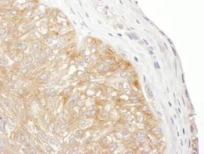 Immunohistochemistry-Paraffin: RPS9 Antibody [NBP2-22298]