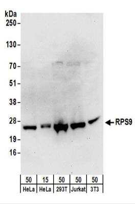 Western Blot: RPS9 Antibody [NBP2-22298]