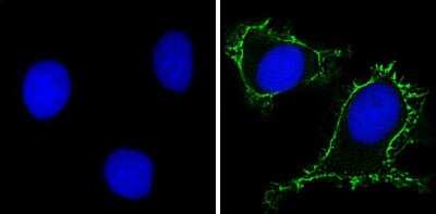 Immunocytochemistry/ Immunofluorescence: RPSA Antibody (MLuC5) [NB200-631]