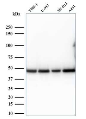 Western Blot: RPSA Antibody (RPSA/2699)Azide and BSA Free [NBP2-79854]