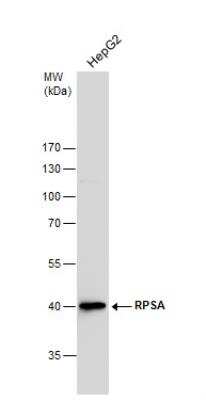 Western Blot: RPSA Antibody [NBP1-33002]