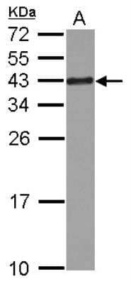 Western Blot: RPSA Antibody [NBP1-33002]
