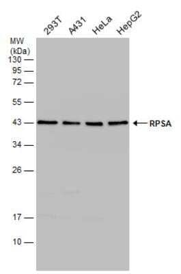 Western Blot: RPSA Antibody [NBP1-33002]