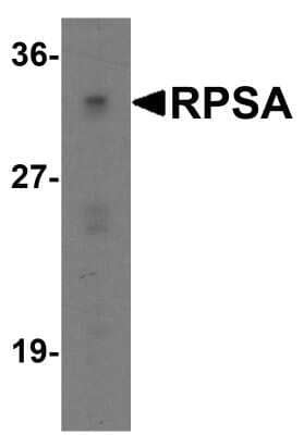 Western Blot: RPSA AntibodyBSA Free [NBP2-41246]