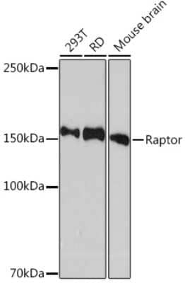 Western Blot: RPTOR Antibody (9N0A4) [NBP3-16729]