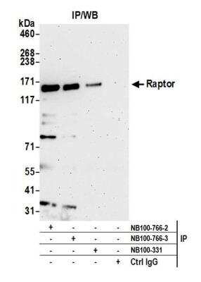 Immunoprecipitation: RPTOR Antibody [NB100-766]