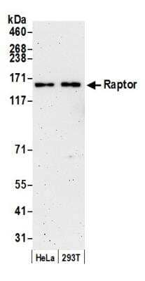 Western Blot: RPTOR Antibody [NB100-766]