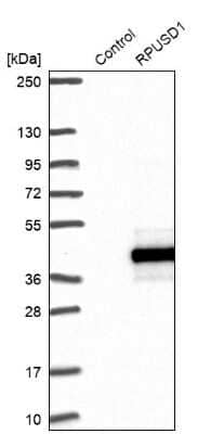 Western Blot: RPUSD1 Antibody [NBP1-88448]