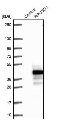 Western Blot: RPUSD1 Antibody [NBP1-88449]