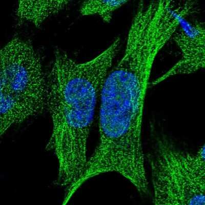 Immunocytochemistry/ Immunofluorescence: RPUSD2 Antibody [NBP1-88438]