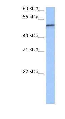 Western Blot: RPUSD2 Antibody [NBP1-80476]