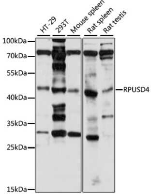 Western Blot: RPUSD4 AntibodyAzide and BSA Free [NBP2-93188]