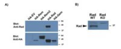 Western Blot: RRAD Antibody [NBP2-27500]