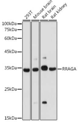 Western Blot: RRAGA AntibodyAzide and BSA Free [NBP2-94546]