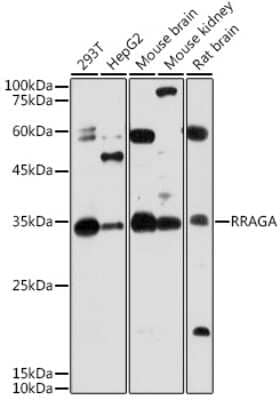 Western Blot: RRAGA AntibodyAzide and BSA Free [NBP3-04667]