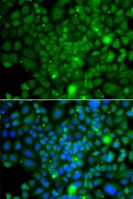 Immunocytochemistry/ Immunofluorescence: RRAGA Antibody - Azide and BSA Free [NBP3-04667]