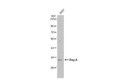 Western Blot: RRAGA Antibody [NBP3-13446]