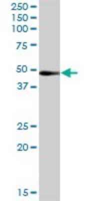 Western Blot: RRAGB Antibody [H00010325-D01P]