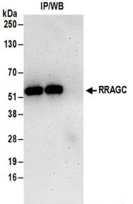 Immunoprecipitation: RRAGC Antibody [NBP2-32202]