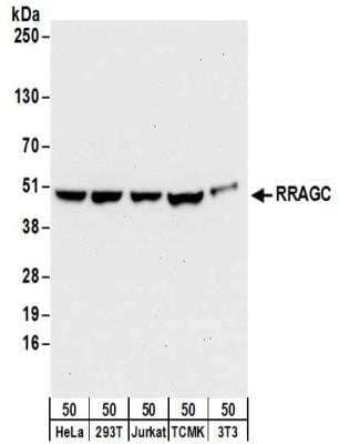 Western Blot: RRAGC Antibody [NBP2-32202]