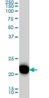 Western Blot: RRAS Antibody (2E12) [H00006237-M01]