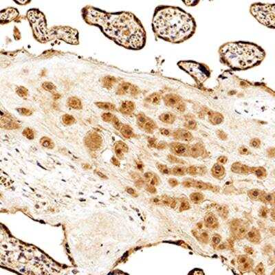 Immunohistochemistry-Paraffin: RRAS Antibody [NB100-56161]