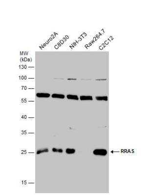 Western Blot: RRAS Antibody [NBP1-32156]