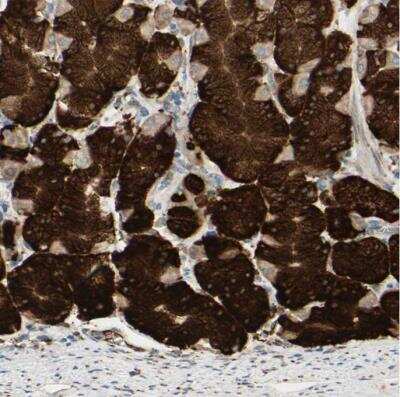 Immunohistochemistry-Paraffin: RRBP1 Antibody [NBP1-83957]