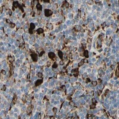 Immunohistochemistry-Paraffin: RRBP1 Antibody [NBP1-83957]