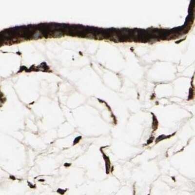 Immunohistochemistry-Paraffin: RRBP1 Antibody [NBP1-83957]