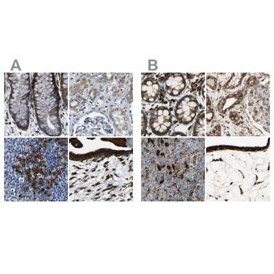 Immunohistochemistry-Paraffin: RRBP1 Antibody [NBP1-83958]