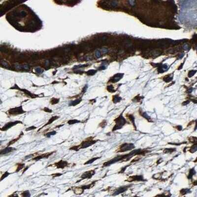 Immunohistochemistry-Paraffin: RRBP1 Antibody [NBP1-83958]