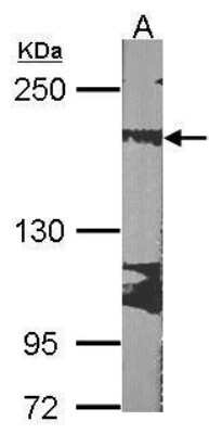 Western Blot: RRBP1 Antibody [NBP1-32813]