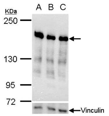 Western Blot: RRBP1 Antibody [NBP1-32813]